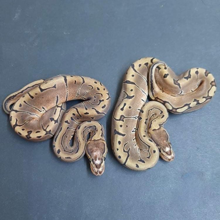 244394534_404483691025455_24835245253238790_n