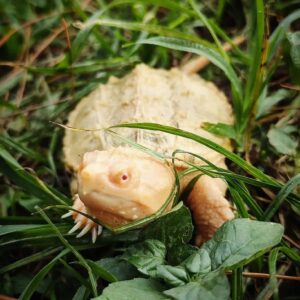 Albino Snapping Turtle for Sale Albino Snapping Turtle for Sale