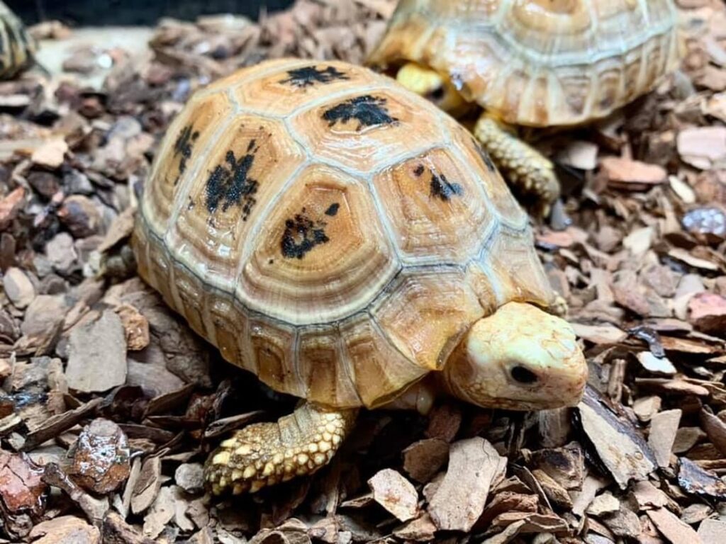 Baby Elongated Tortoise for Sale Baby Elongated Tortoise for Sale