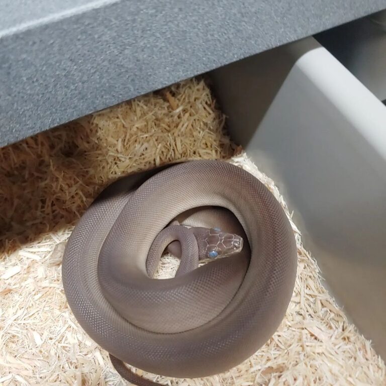 Olive Pythons for Sale Olive Pythons for Sale