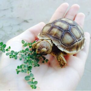 Russian Tortoise For Sale Russian Tortoise For Sale