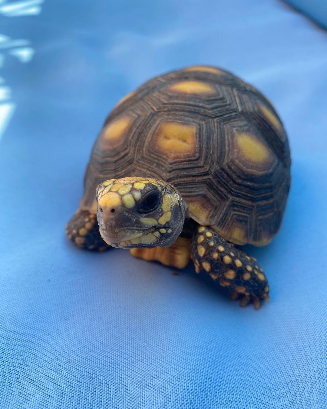 Yellow Footed Tortoise For Sale Yellow Footed Tortoise For Sale