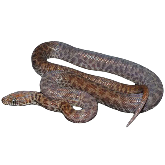802057L_Childrens_Python_1800x1800 Children's Pythons for Sale