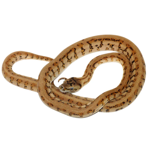 805417L_carameltigerjaguar-carpetpython_1800x1800