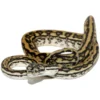 805418L_coastaltigercarpetpython_1800x1800