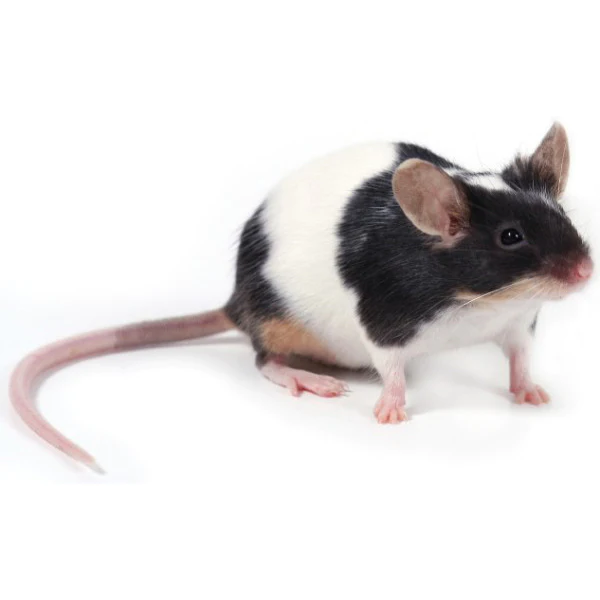 940095L_mice_1800x1800