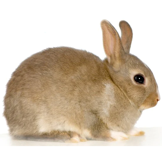 940395L_rabbit_1800x1800