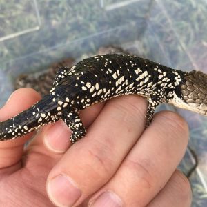 Abronia Deppii for Sale