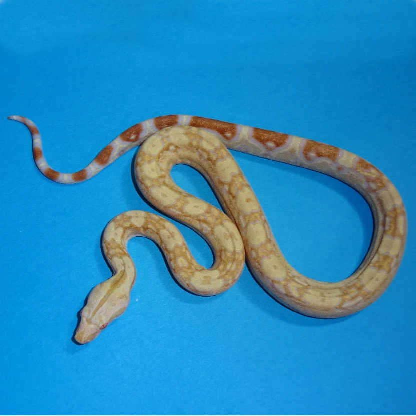 Albino-Boa-Constrictor-imperator_1800x1800