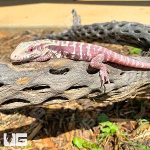 BABY ALBINO CHERRY ICE TEGUS FOR SALE