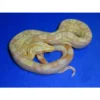 Albino-Keltic-Boa_1_1800x1800