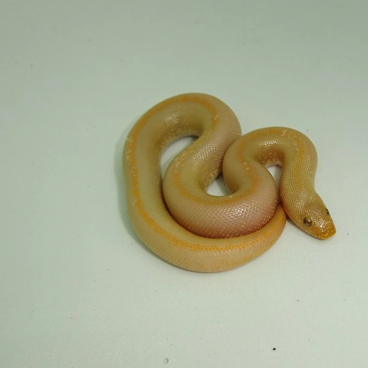 Albino-Kenyan-Sand-Boa-Striped_1800x1800 Albino Striped Kenyan Sand Boas