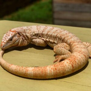 Albino-Ultra-Purple-Tegu-600x600