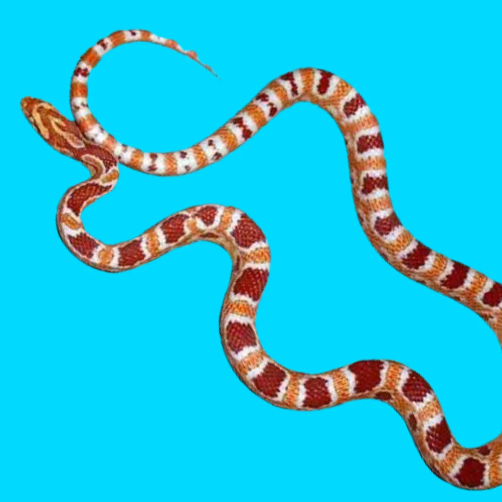Albino Extreme Okeetee Corn Snakes for Sale