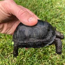 ALDABRA TORTOISES FOR SALE