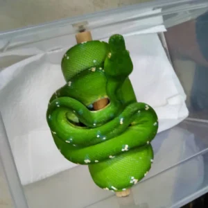 Aru Green Tree Python for Sale