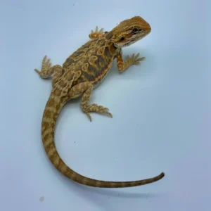 Purple Tiger Citrus Leatherback Bearded Dragon Purple Tiger Citrus Leatherback Bearded Dragon