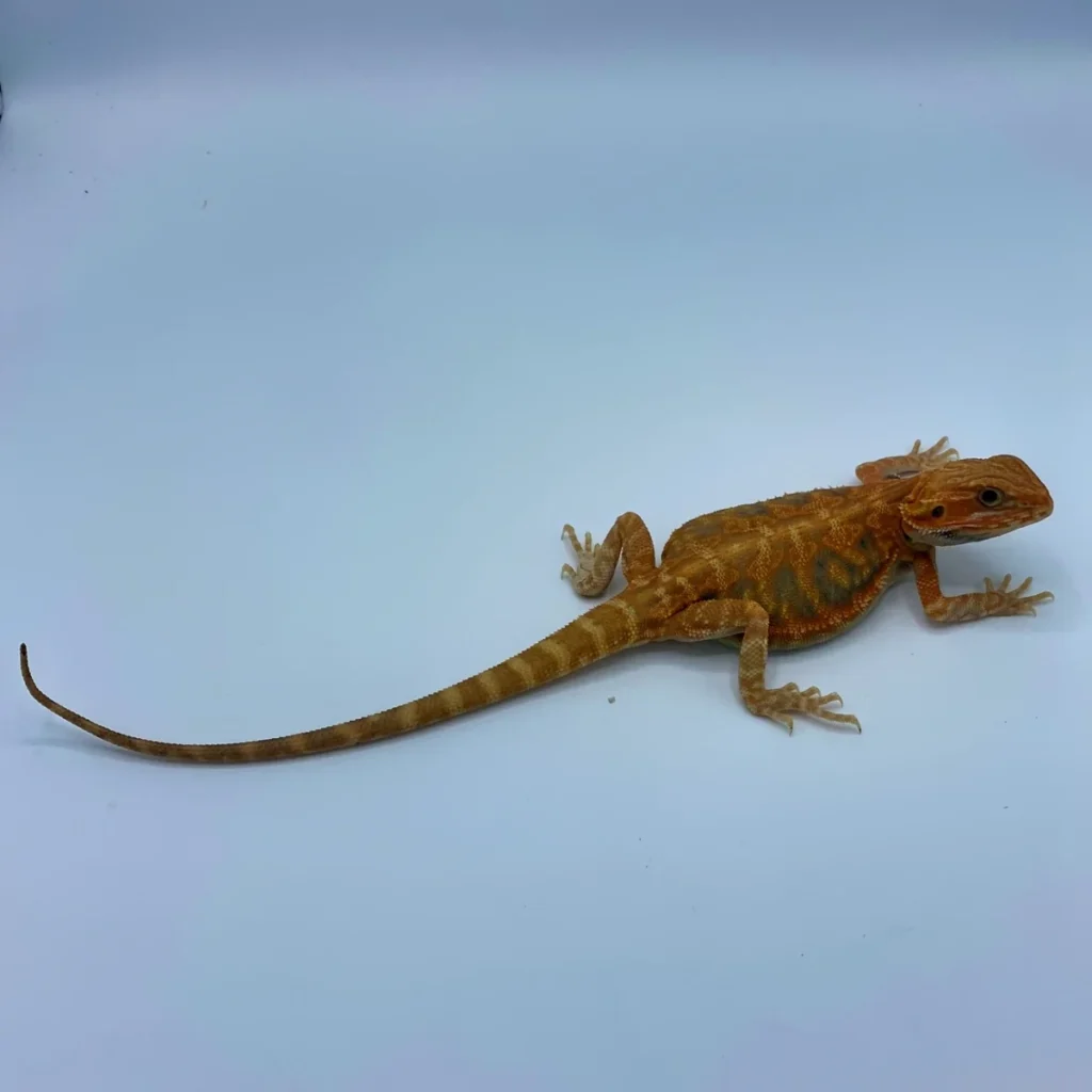 Hypo Translucent Blue Bar Leatherback Bearded Dragon Hypo Translucent Blue Bar Leatherback Bearded Dragon