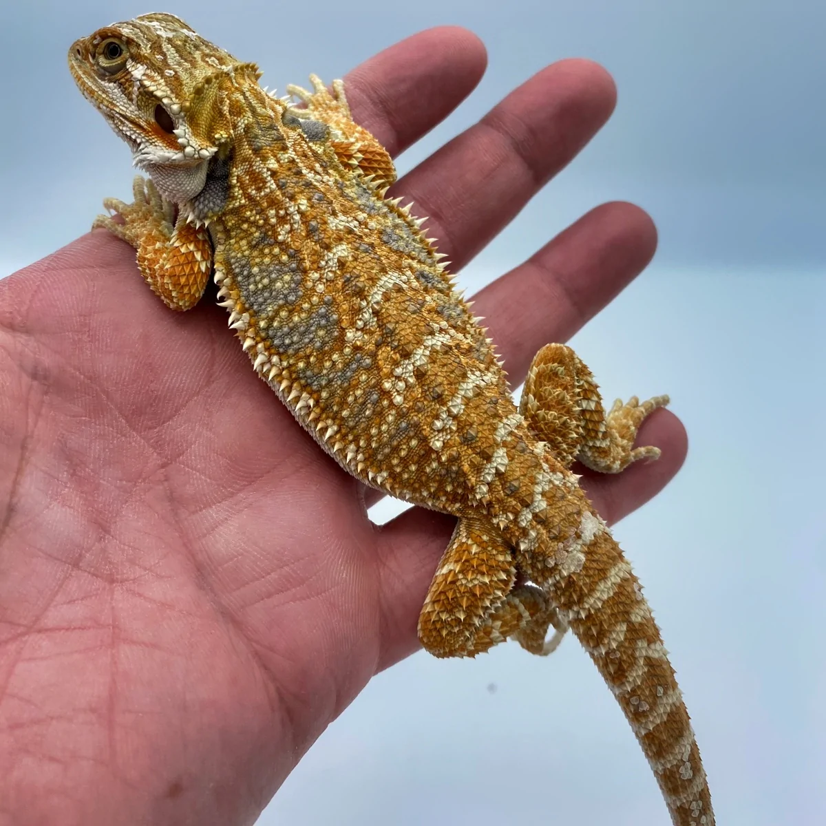Orange Blue Bar Bearded Dragon Orange Blue Bar Bearded Dragon