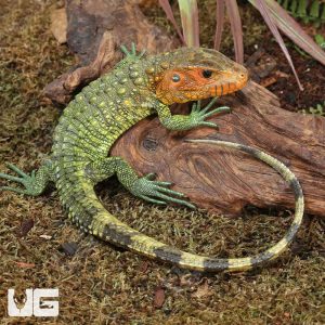 Caiman Lizard for Sale