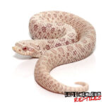 Baby-Snow-Caramel-Hognose-Snake-3-510x510-1.jpg