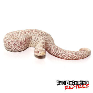 Baby-Snow-Caramel-Hognose-Snake-4-510x510-1.jpg