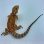 Hypo Orange Bearded Dragon Hypo Orange Bearded Dragon