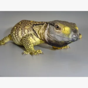Black Throat Monitor for Sale