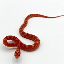 Blood Red Corn Snakes for Sale