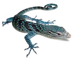 Blue Tree Monitor for Sale