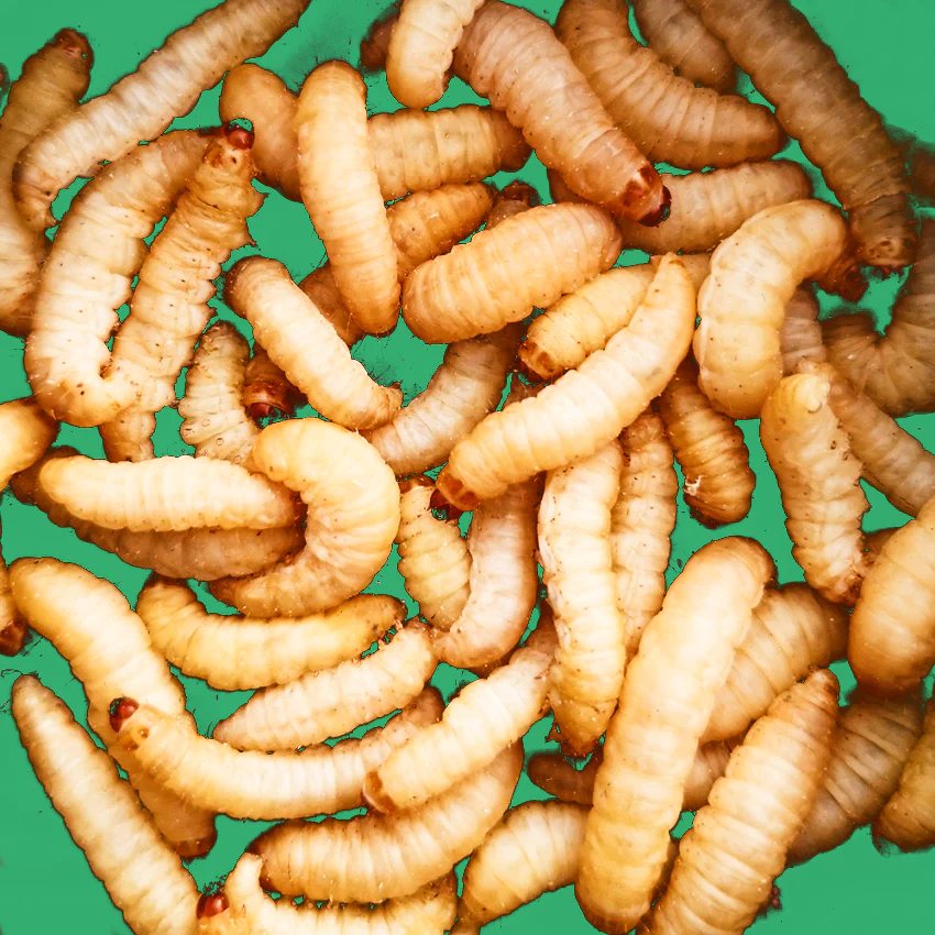 BuyWaxworms_1800x1800