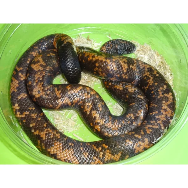 Calabar-Pythons-For-Sale_1800x1800 Calabar Pythons for sale
