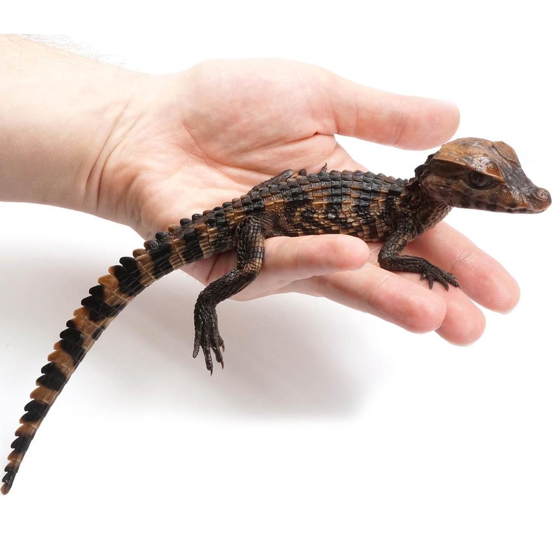 Cuvier's Dwarf Caiman for Sale