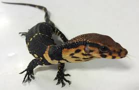 Dumerils Monitor for Sale