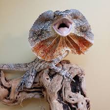 Frilled Dragon for Sale