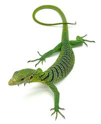Green Tree Monitor for Sale