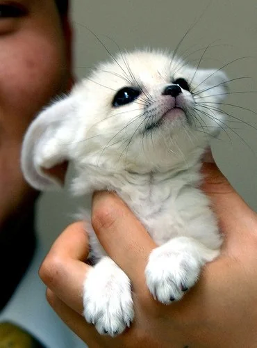 BABY FENNEC FOXES FOR SALE