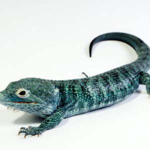ABRONIA VASCONCELOSII FOR SALE