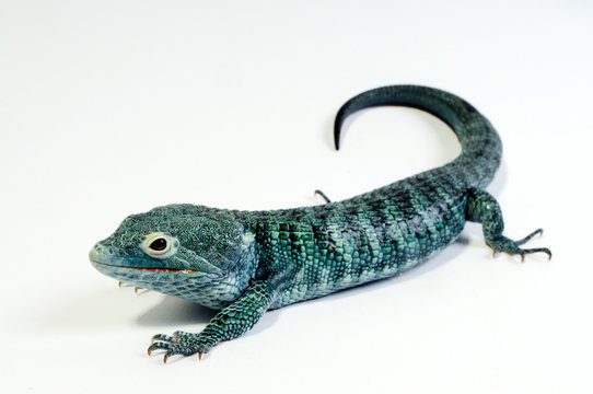 ABRONIA VASCONCELOSII FOR SALE