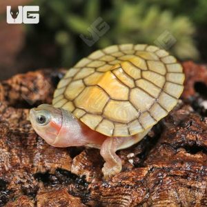  HYBINO RED EAR SLIDER TURTLES FOR SALE