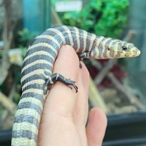 Brazilian Galliwasp for Sale