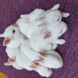 Rabbits for Sale