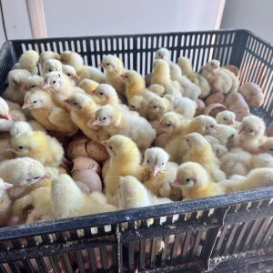Chicks for sale