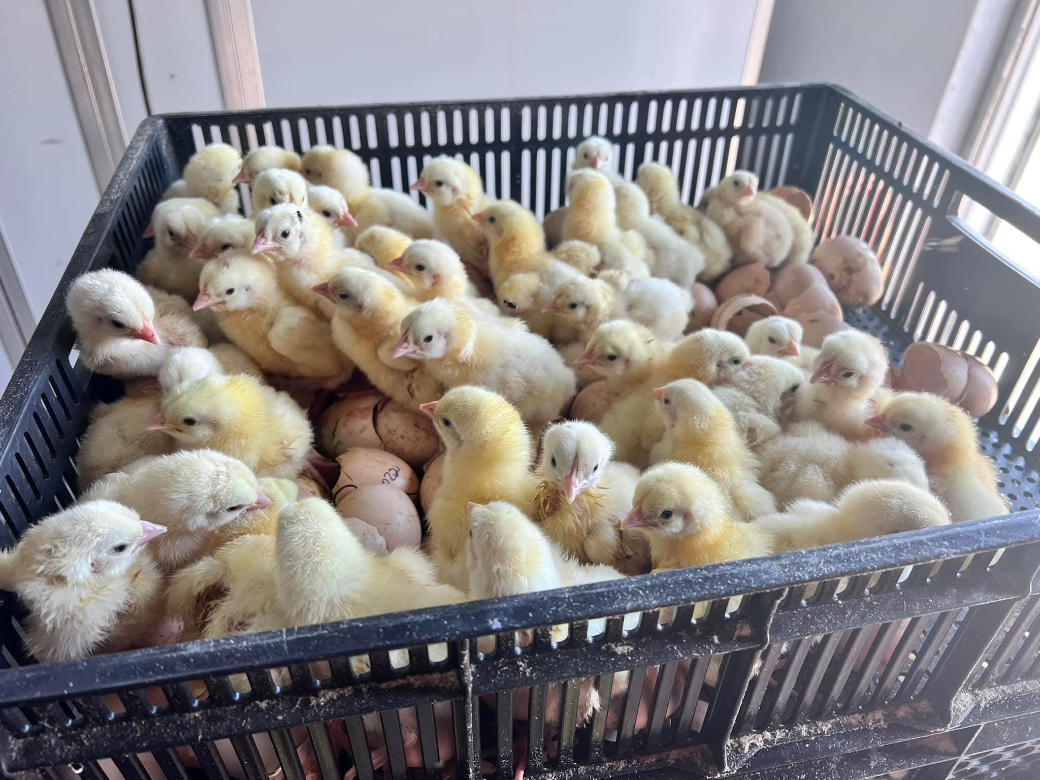 Chicks for sale