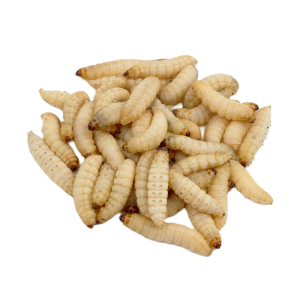 Wax Worms For Sale - Quantity 250