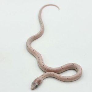Anery Kastanie Terrazzo Corn Snakes for Sale