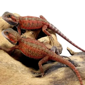 Super Red Translucent Bearded Dragons