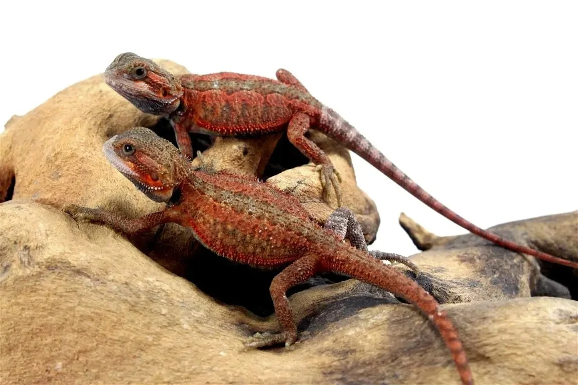 Super Red Translucent Bearded Dragons