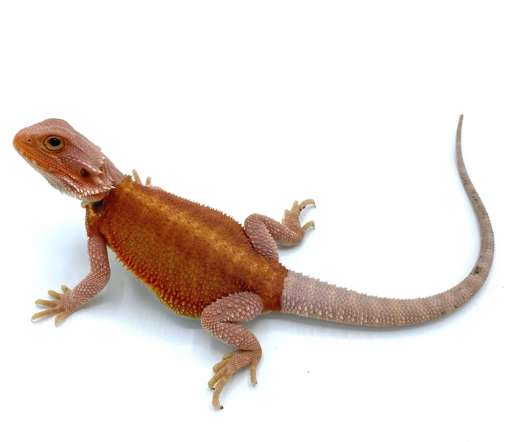 Super Orange - Red Hypo Translucent Bearded Dragons