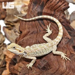 Hypo Orange Bearded Dragon (Stock BDB6)